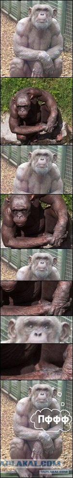 Фотожаба: Всю жизнь за решеткой