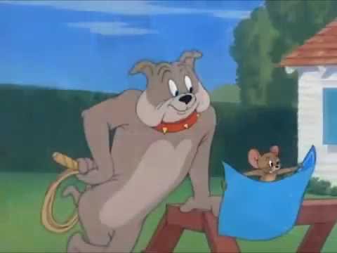 Том и Джерри в реальной жизни