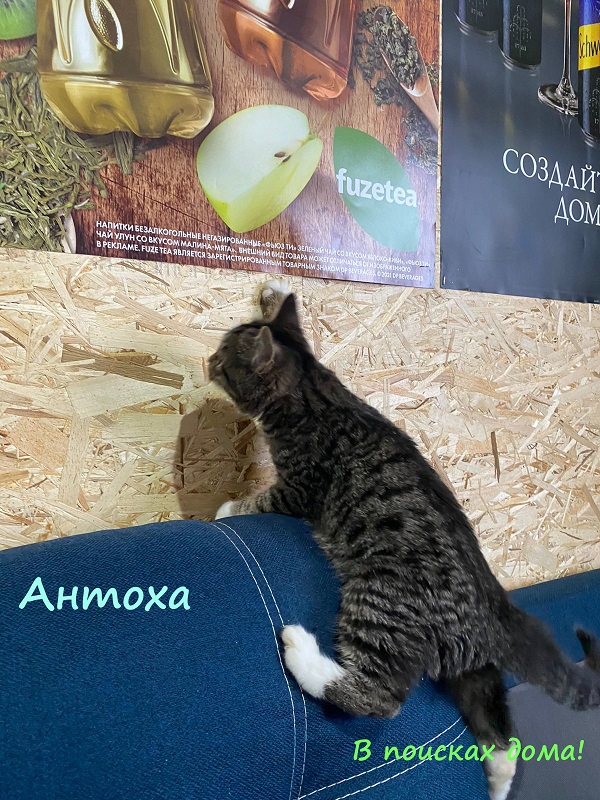 Жизнь домашнего приюта "Котоленд" 315