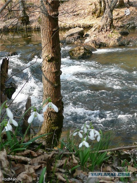 Форель, горный Крым.