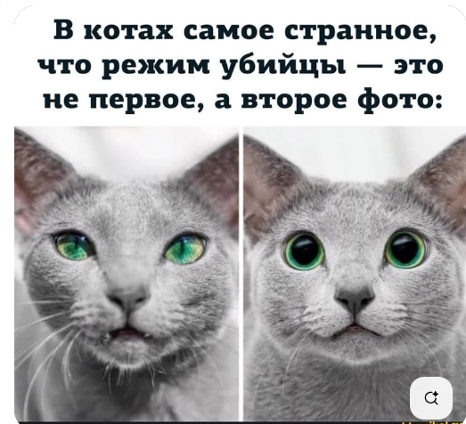 Ничто так не бодрит с утра, как огромный жук, принесённый котом прямо в постель