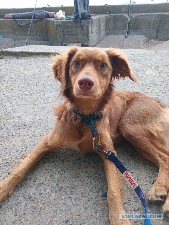 Как Зефир объединил мир. Щенка, спасённого на трассе, завалили подарками