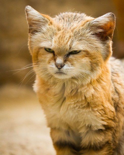 На правах котовторника