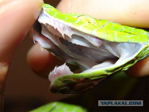 Чего боятся люди. Топ-10 фобий