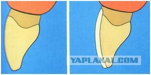 Стоматология