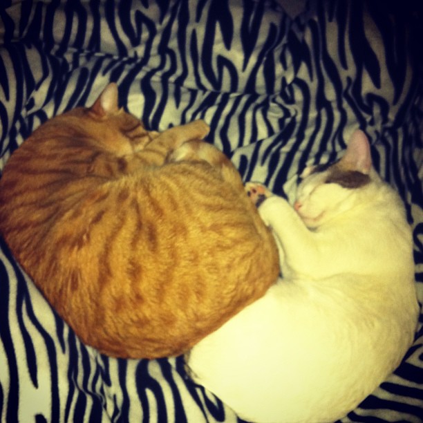 Котовторник 05.03.13