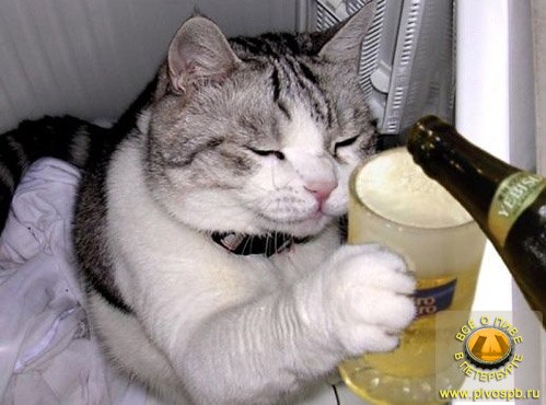 Я не нюхал кокс )