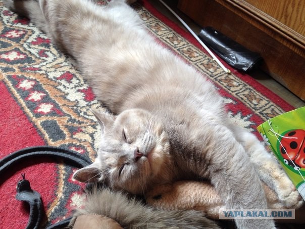 Котовторник 6.05.2014