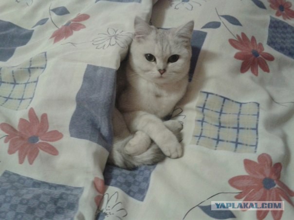 Вот такая кошечка..