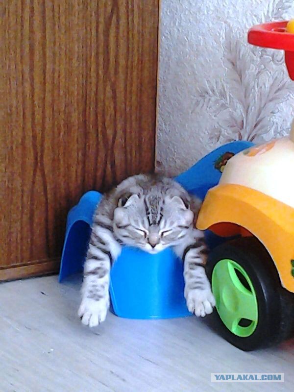 Котовторник 22.12.2015