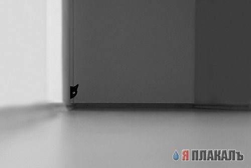 Коты, кошки, котята