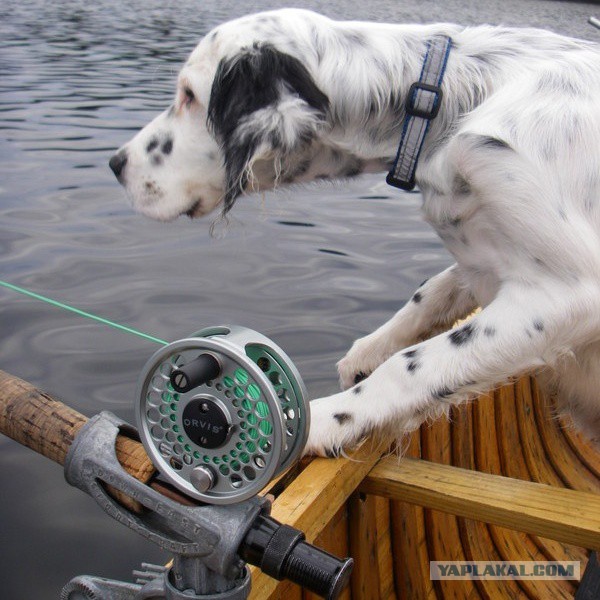 Собакочетверг