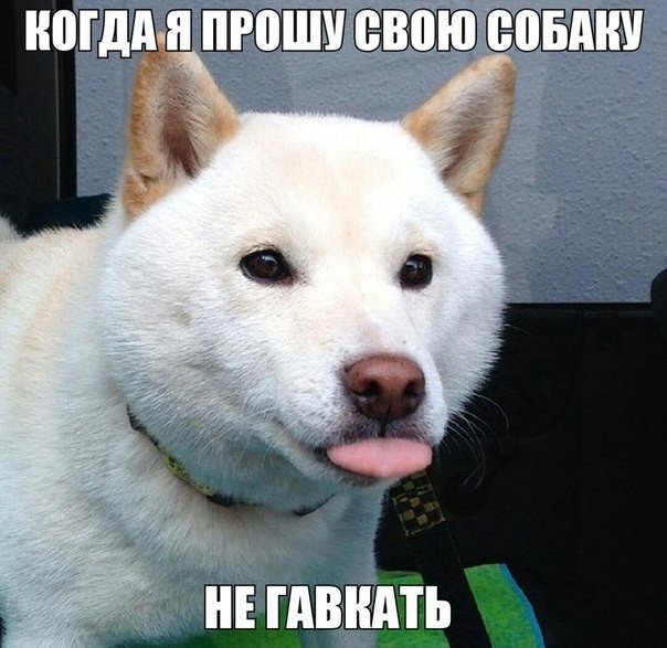 Прикольные животные