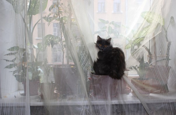 Прикольные животные