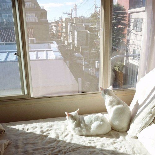 Коты и Кошки
