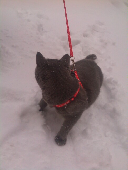 Котовторник 9.01.2018