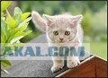 Даёшь Котовторник на ЯПе! (29.07.08)