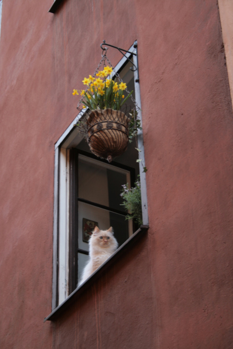 Котовторник, Весна, Цветы!