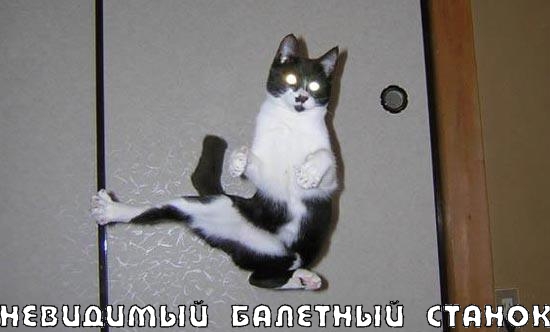 Коты и невидимые предметы 26 фот
