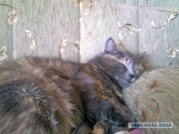 It's Catursday Fever! (Котовторник)