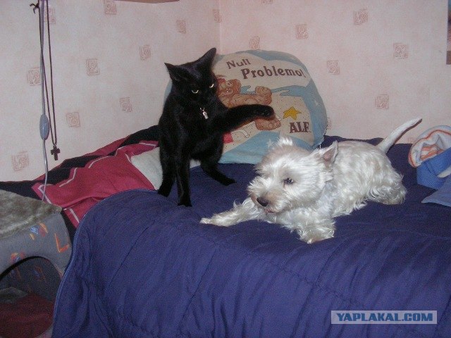Котовторник! 08.11.11