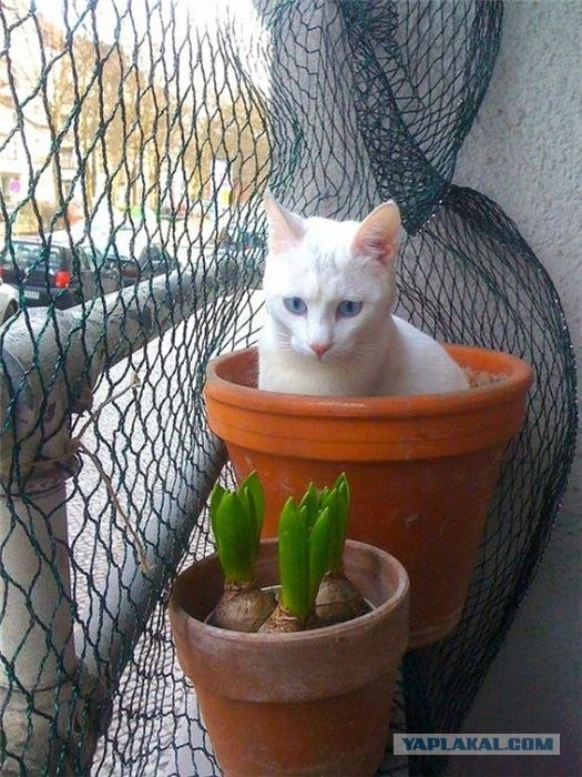 Котовторник 17.04.2012
