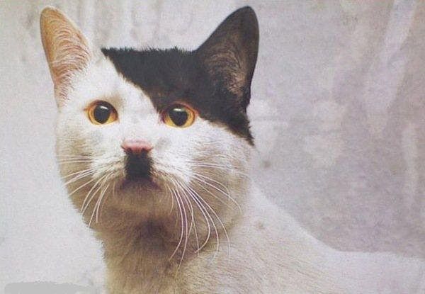 Помогите вернуть кота! Приют "Преданное сердце" украл кота и не отдает!