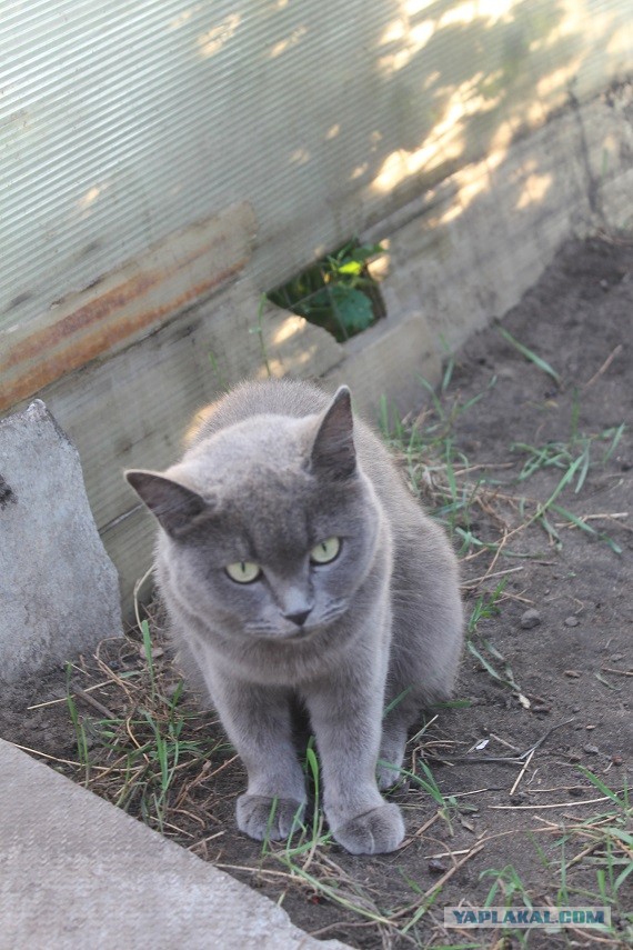 Жизнь домашнего приюта "Котоленд" 235