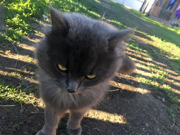 "Удоли!" Дурацкие фото котеек, которые они просили не показывать