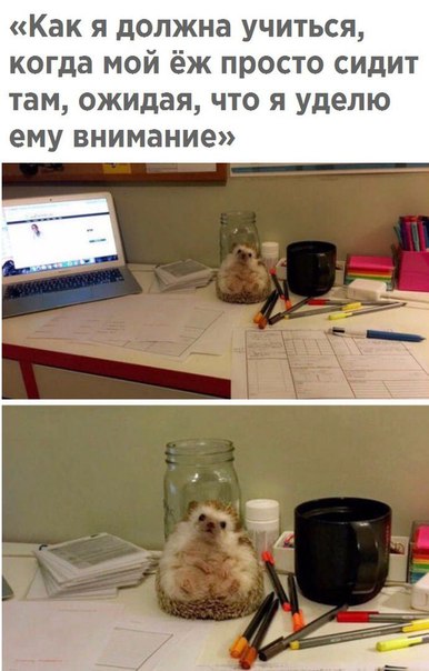 Картинки и мемы для настроения 005