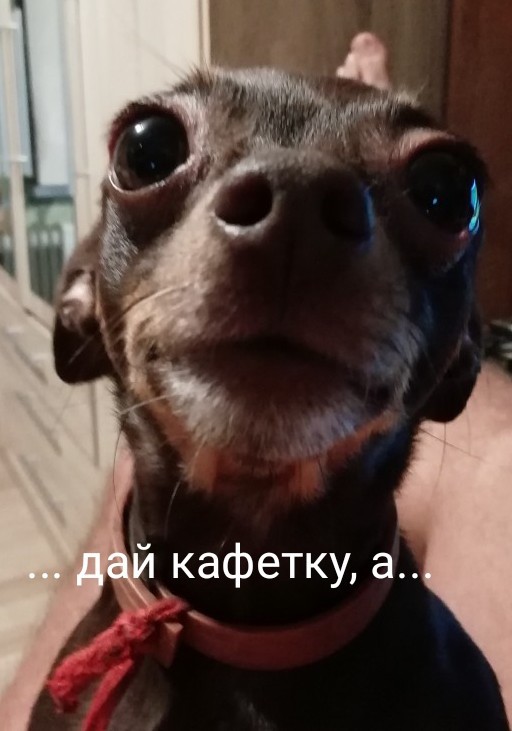Самые дурацкие  фотки домашних питомцев