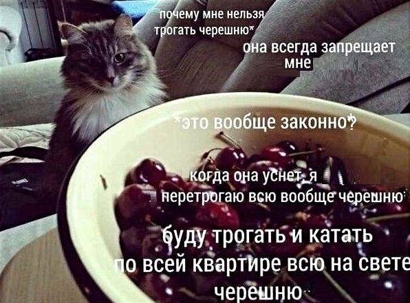 "Купил коту игрушку" и другие картинки