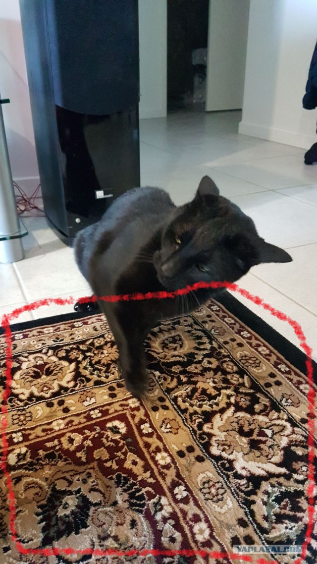 Наш защитник. Котовторнику посвящается