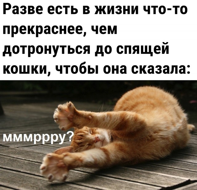 Почему я не завожу кошку?