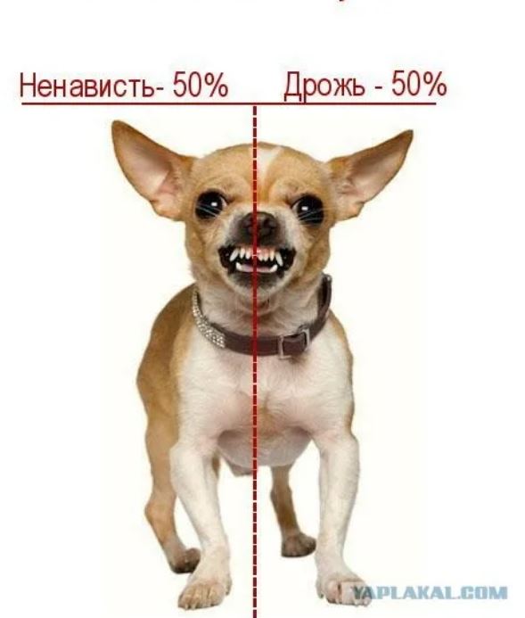 Почему собаки ненавидят. Чихуахуа 50% ненависти 50% дрожи. Картинки чихуахуа. Чихуа ненависть. Анатомия чихуахуа.