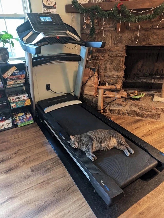 Не только котовторник, а еще и Всемирный день кошек!