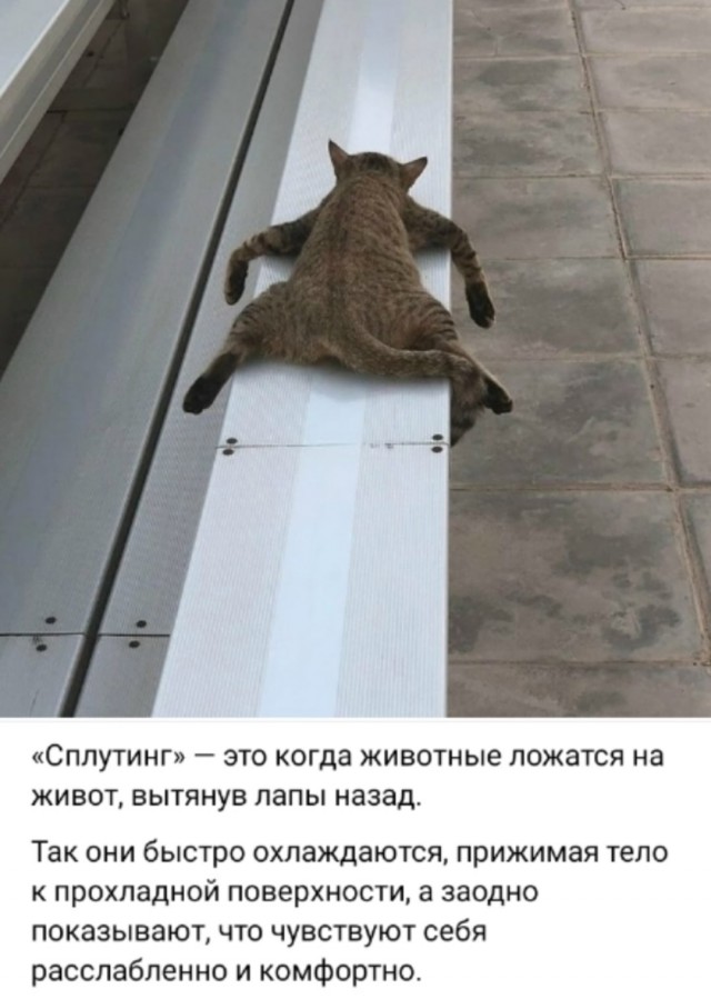 К котовторнику: подборка картинок-баянов с котиками и про котиков. Выпуск 22