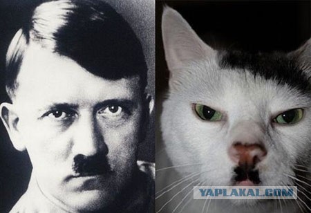 Гитлер, гитлер, кис кис кис!