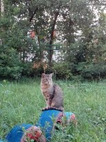 Котовторник 23.07.2013