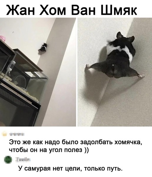 Картинки для деградации 219 (разной степени свежести)