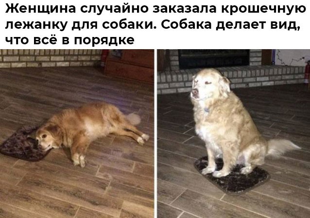 Подборка картинок к собакочетвергу