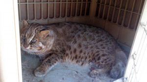 Японец 15 лет держал в доме вымирающий вид кошки.