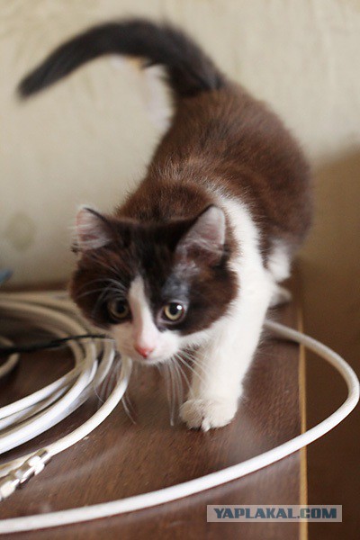 Котовторник 26.11.2013