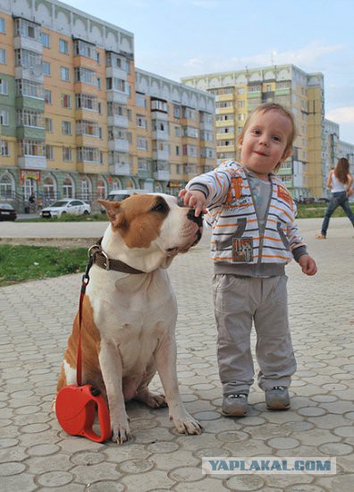Собакочетверг на 02.01.2014