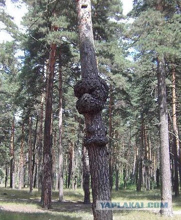 Как размножаются... сосны!
