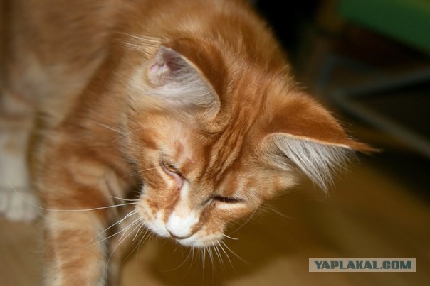 Котовторник  08.04.2014