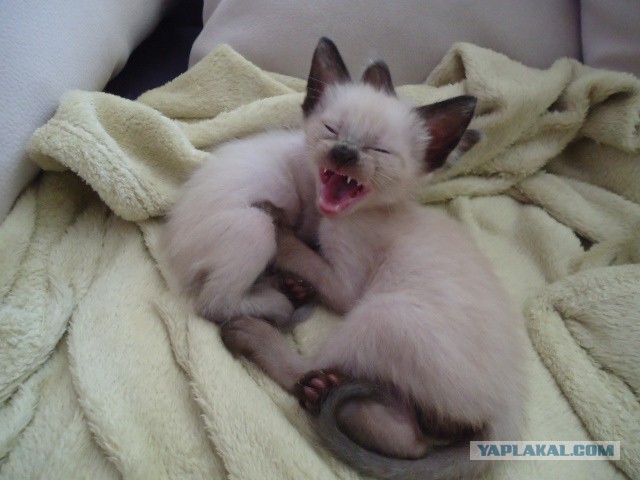 Котовторник 24.06.2014
