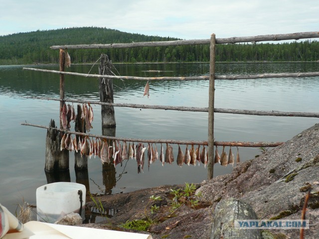 Две недели на Иовском водохранилище. Соколозеро.