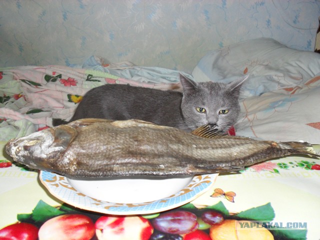 Просто фото