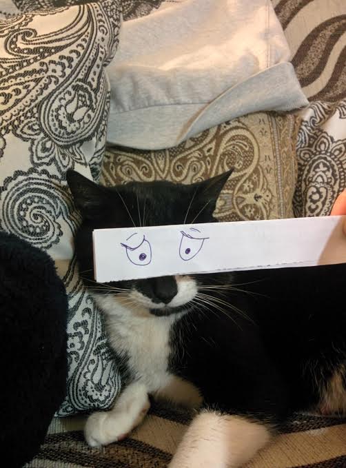 Новый японский тренд — котомонтаж.